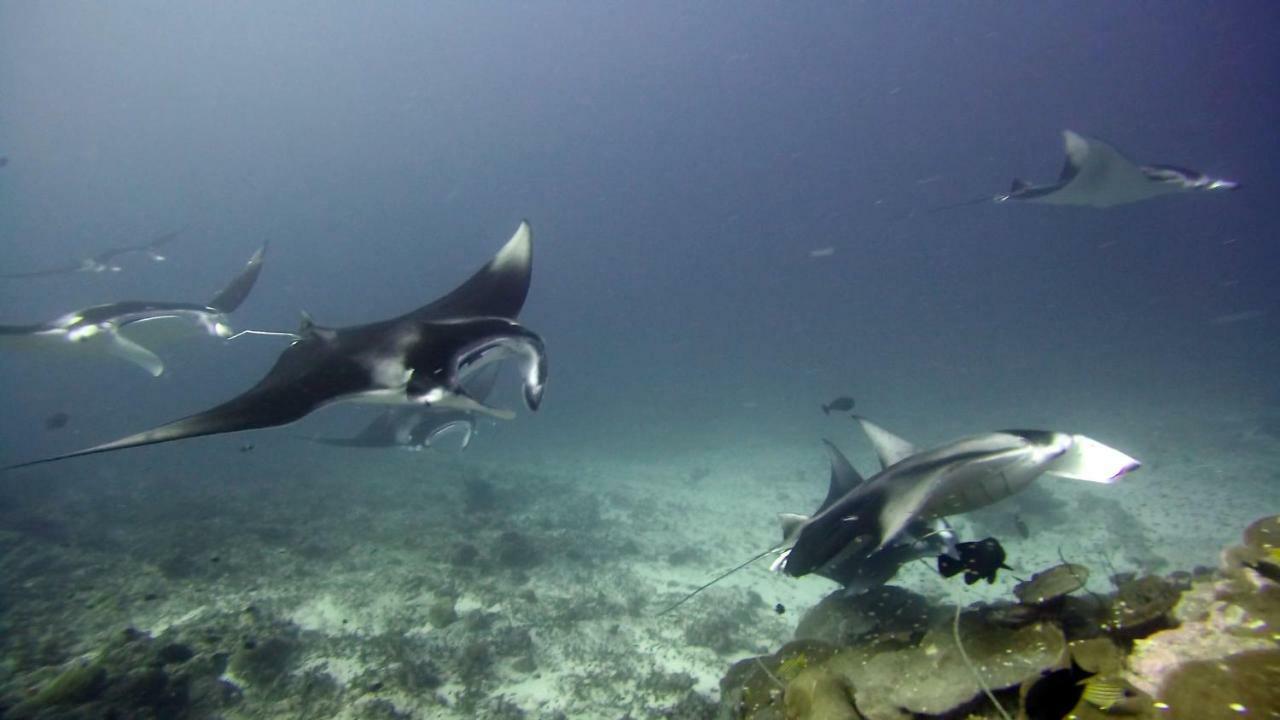 Equatorial Divers Lodge Addu City Exterior photo